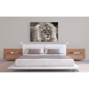 Wall art print and canvas. Pangea Images, King of Africa, the Lion