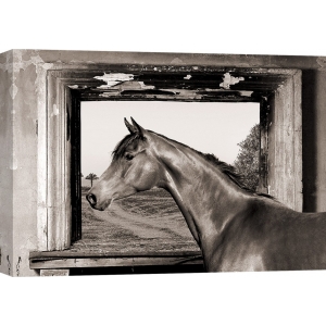 Leinwandbilder Pferde. Julian Lauren, Arab King Horse (BW)