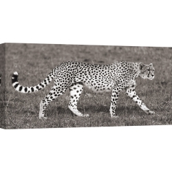 Tableau sur toile. Pangea Images, Guépard, Masai Mara