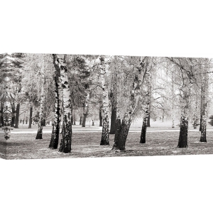 Leinwandbilder. Birken in einem Park