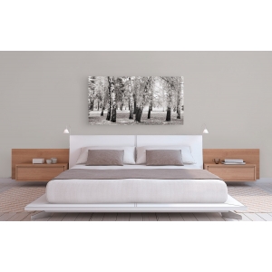 Wall art print and canvas. Pangea Images, Birches in a Park