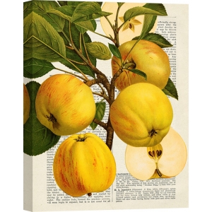 Leinwandbilder für Küche. Remy Dellal, Saisonale Früchte, Äpfel