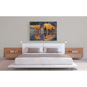 Wall art print and canvas. Krahmer, African elephants, Okavango, Botswana