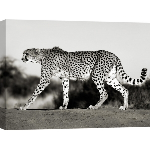 Cuadro animales, fotografía en canvas. Frank Krahmer, Cheetah, Namibia