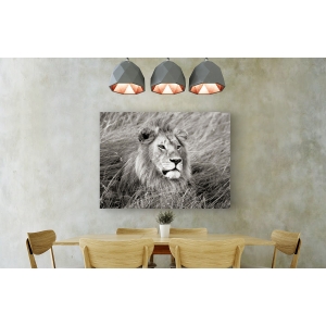 Tableau sur toile. Krahmer, Lion d'Afrique en Masai Mara, Kenya