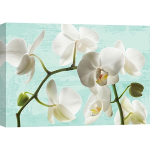 Cuadros de flores modernos en canvas. Celadon Orchids