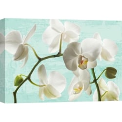 Wall art print and canvas. Jenny Thomlinson, Celadon Orchids