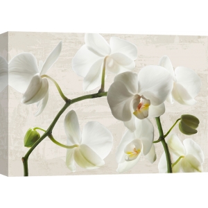 Cuadros de flores modernos en canvas. Ivory Orchids