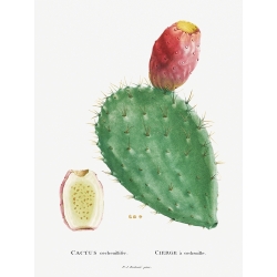 Cuadro, poster y lienzo, Redouté, Cactus Cochenillifer I, suculentas