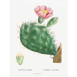 Cuadro, poster y lienzo, Redouté, Cactus Cochenillifer II, suculentas
