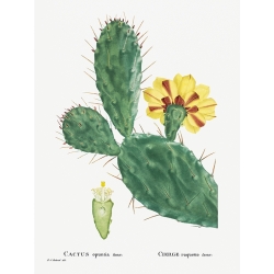 Quadro, poster, stampa su tela. Redouté, Cactus Opuntia Tuna