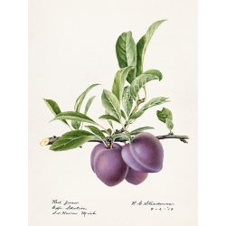 Poster botanica, stampa su tela. Royal Charles Steadman, Prugne