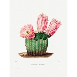 Cactus art print and canvas. Charles Antoine Lemaire, Rainbow Cactus
