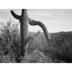 Art Print Ansel Adams, Cactus, Saguaro National Monument, Arizona V