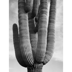 Stampa foto bianco e nero Ansel Adams. Cactus one