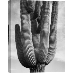 Cuadro y lienzo Ansel Adams, Cactus, Saguaro National Monument II