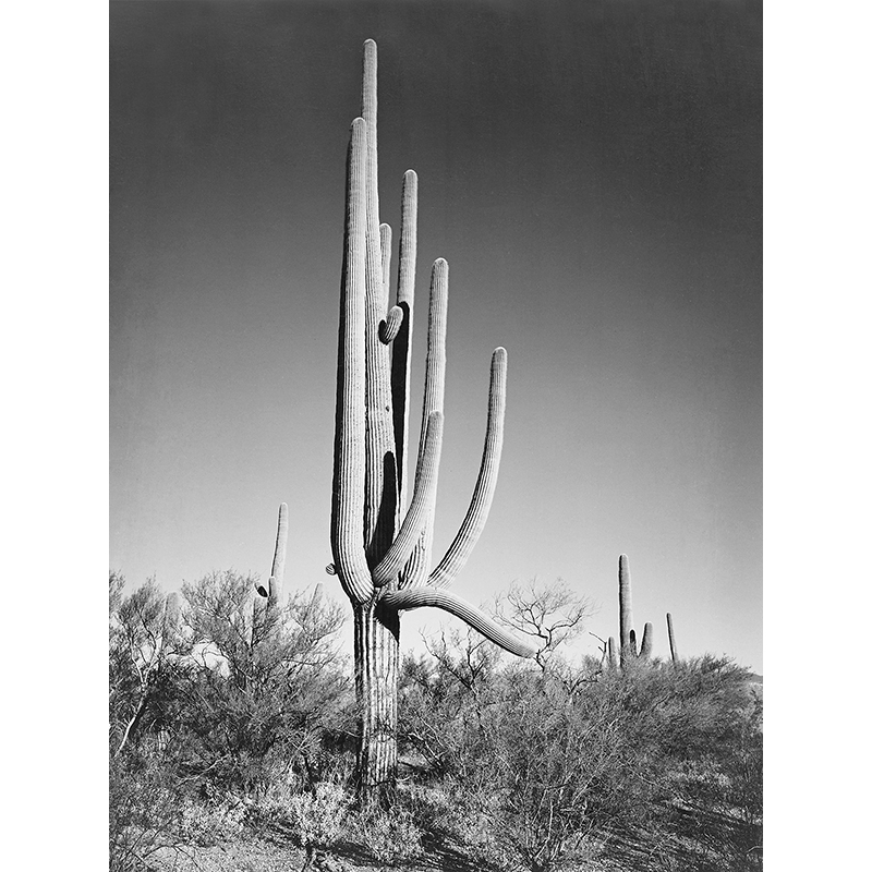 Stampa foto bianco e nero Ansel Adams. Cactus two