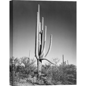 Stampa foto bianco e nero Ansel Adams. Cactus two