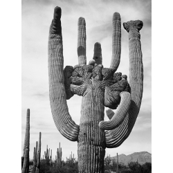 Stampa foto bianco e nero Ansel Adams. Cactus (three)