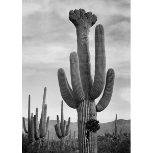 Kunstdruck Ansel Adams, Kactus V, Saguaro National Monument, Arizona