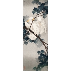 Kunstdruck, Poster Ohara Koson, Kakadu Papagei auf einem Ast