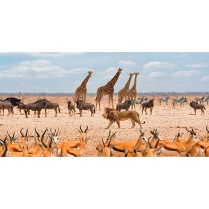 Cuadro en lienzo y poster con león, El Rey de la Sabana, Masai Mara