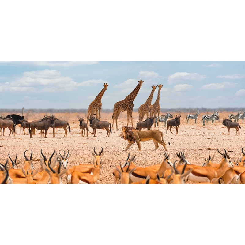 Cuadro en lienzo y poster con león, El Rey de la Sabana, Masai Mara