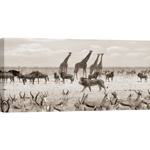 Tableau lion, toile, affiche, Le roi de la savane (Masai Mara), BW