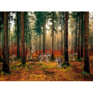 Leinwandbilder und poster, Wölfe im Wald, Pangea Images