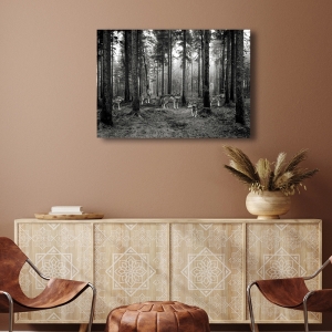 Leinwandbilder und poster, Wölfe im Wald (BW), Pangea Images