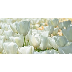 Quadro su tela con fiori, poster. Luca Villa, Campo di tulipani bianchi