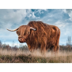 Wall art print, canvas, poster Scottish Highland Bull