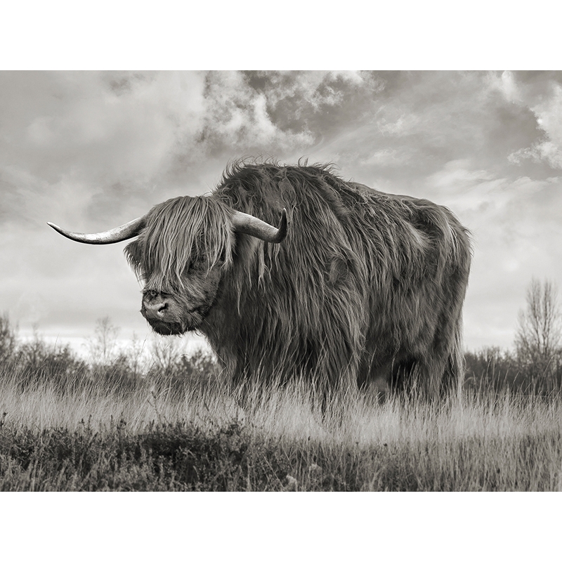 Quadro su tela con toro, poster. Pangea Images, Toro Highland BW