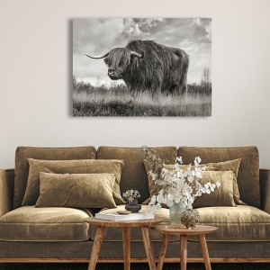 Tableau sur toile, poster affiche, Taureau – Highland Bull (BW)