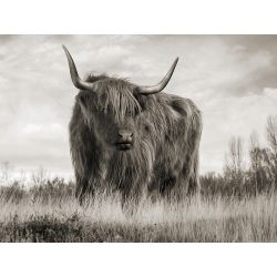 Cuadro en lienzo, poster con fotografía de Vaca Highland BW