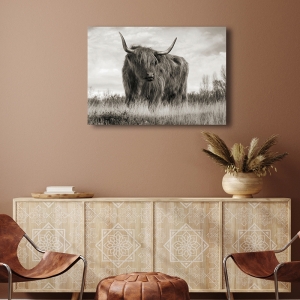 Quadro con mucca su tela, poster. Pangea Images, Mucca Highland