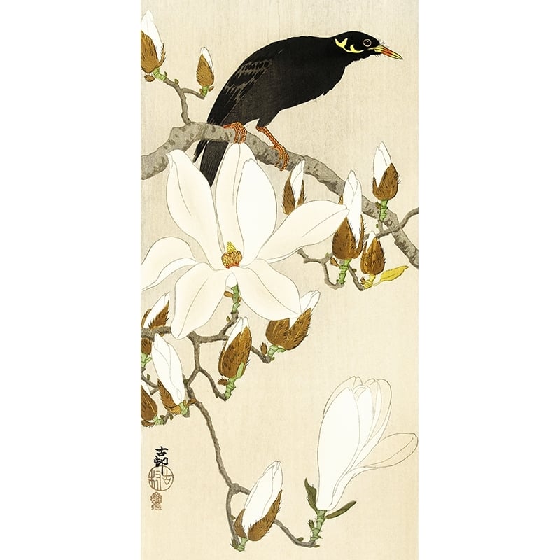 Japanische Kunst Ohara Koson, Myna auf Magnolienzweig