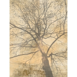 Tableau arbre de Alessio Aprile, Below My Tree I. Toile, affiche