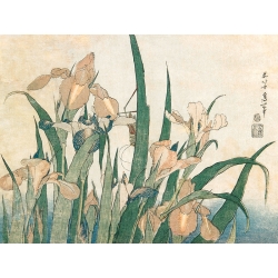 Japanese print by Hokusai, Irises and Grasshopper, 1833-1834