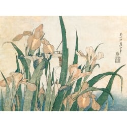 Tableau japonais de Hokusai, Iris et sauterelle, 1833-1834
