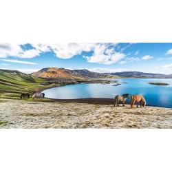 Cuadro en lienzo y lámina, Caballos salvajes junto a un lago, Islandia