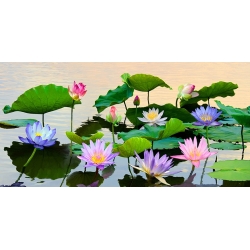 Art print and canvas, Pond with waterlilies by Teo Rizzardi